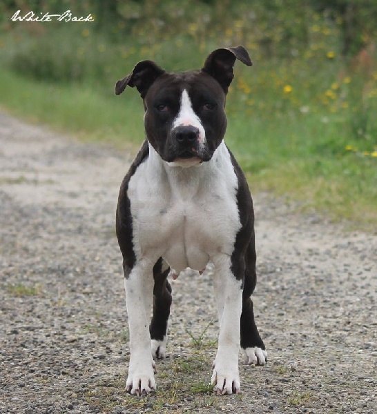 White Back Guccy black baccara ( guccy )