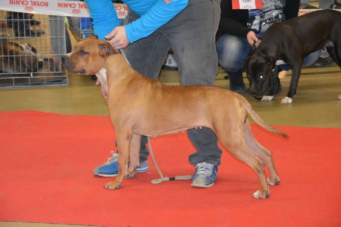 paris dog show 2016